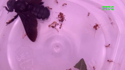 L'abeille élue avec les fourmis jaunes et la fin - The bee vs fight for survival