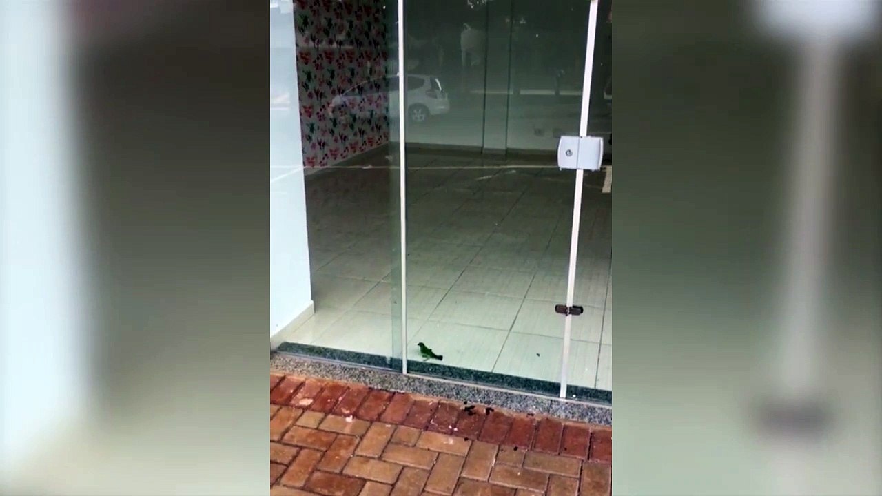 Pássaro preso em sala comercial vazia preocupa...