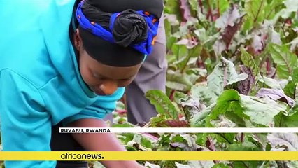 Rwanda's economy to grow 7.2 pct this year- IMF