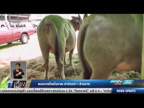 พบควายไทยโบราณ ค่าตัวกว่า 1 ล้านบาท - เที่ยงทันข่าว