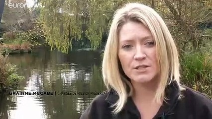 La girafe de Kordofan "en danger critique d'extinction" pourrait être sauvée grâce aux drones