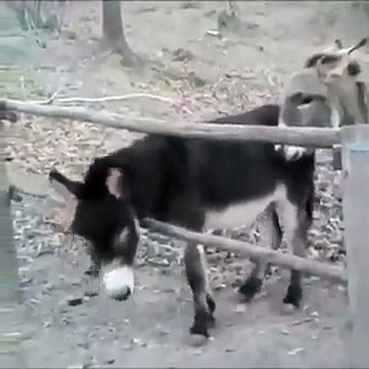 intelligent et galant