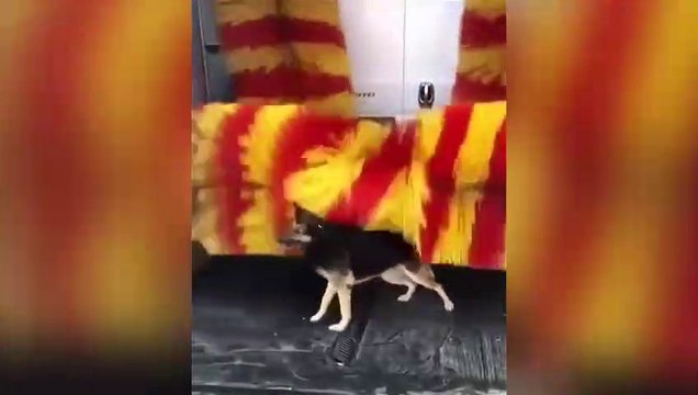 Un chien dans une station de lavage automobile
