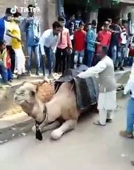 Uçarak bindiği deveden düştü