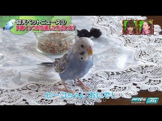 PET PARADE ก๊วน ชวน ยิ้ม - “พิโกะจัง” นกแก้วแสนรู้