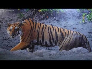 ปักหมุดสุดขอบโลก ตอน ตามล่าเจ้าป่าแห่งซุนดาบัน