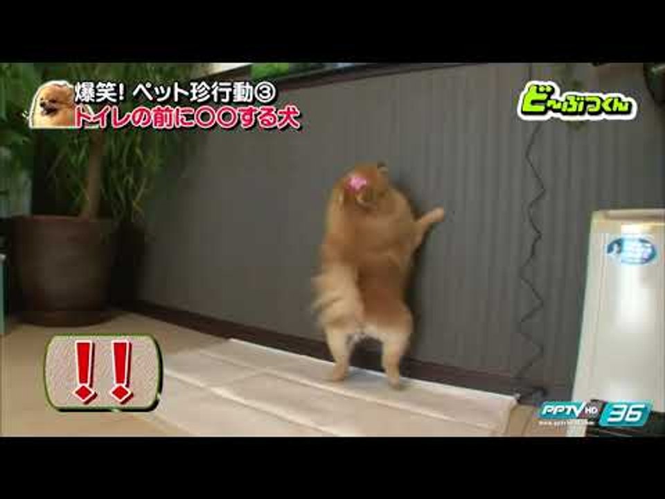 PET PARADE ก๊วน ชวน ยิ้ม - พฤติกรรมสุดแปลกของน้...