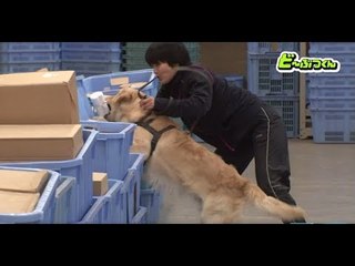 PET PARADE ก๊วน ชวน ยิ้ม - บททดสอบในการค้นหายาเสพติด