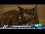 หญิงญี่ปุ่นเสียชีวิตหลังถูกแมวติดเชื้อจากเห็บกัด - เข้มข่าวค่ำ