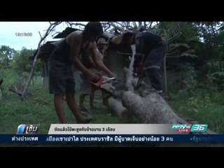 ตัดแล้วไม้พะยูงทับบ้านนาน 3 เดือน - เข้มข่าวค่ำ