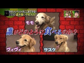 PET PARADE ก๊วน ชวน ยิ้ม - เกิดคดีปริศนากับน้องหมา 3 ตัว?