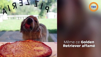 Un chien lèche une vitrine avec une pizza