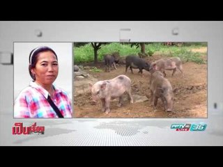 ติดตามความคืบหน้าเหตุระทึก! “หมีควาย” ขย้ำเจ็บสาหัส คาสำนักสงฆ์ จ.เพชรบูรณ์ - เป็นเรื่องเป็นข่าว