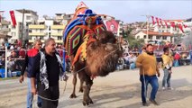 Milas'ta deve güreşi festivali - MUĞLA