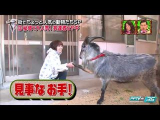 PET PARADE ก๊วน ชวน ยิ้ม -  แพะ กับความแสนรู้สุดน่ารัก