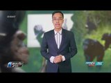 WORLD DIGEST: ชิมเเปนซีเข้าใจการเล่นเป่ายิงฉุบ - รอบวันทันโลก