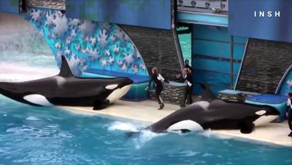 How Earwax Proves We’re Stressing out the Whales