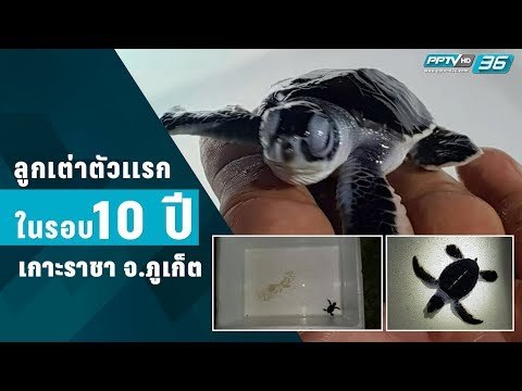 ลูกเต่าตัวเเรกในรอบ 10 ปี เกาะราชา จ.ภูเก็ต
