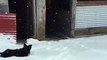 Des canards découvrent la neige... Tellement drole