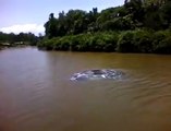Mais qu'est-ce qui peut bien provoquer ces remous dans cette rivière du brésil? Mysterieux