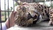 Ce léopard qui vient d'être sauvé adore les caresses