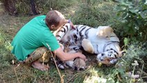 Cette maman tigre se laisse approcher alors qu'elle est avec ses bébés