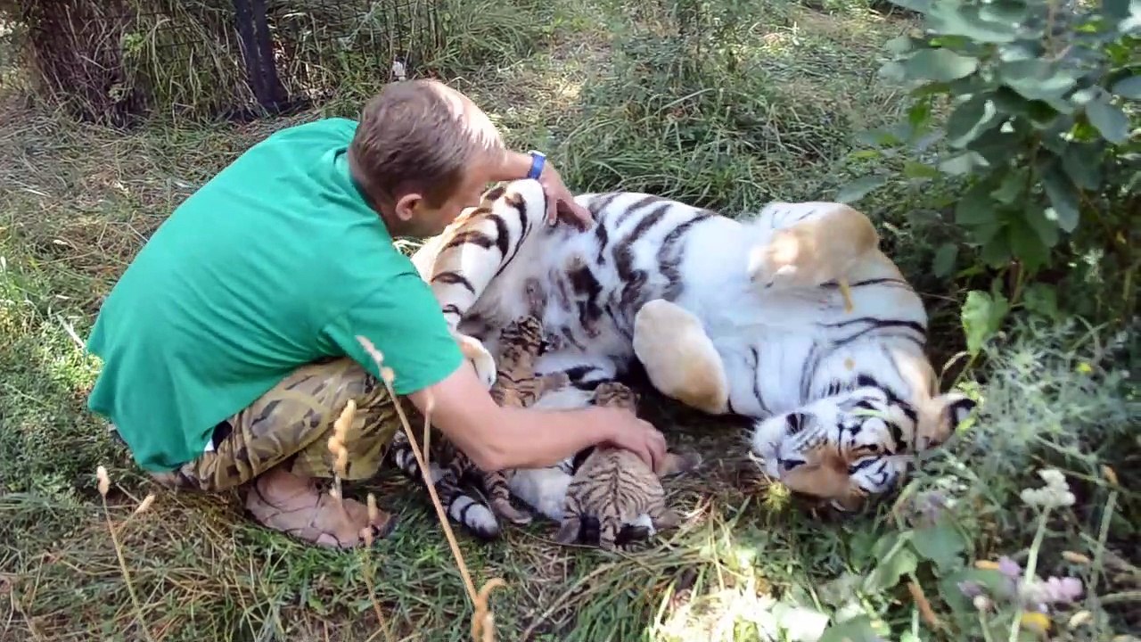 Cette maman tigre se laisse approcher alors qu'elle est avec ses bébés