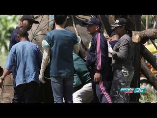 สด!! ช้างป่าคลองชมพูไม่กินอาหาร ทีมแพทย์ให้สารอาหารทางน้ำเพิ่ม ที่สถาบันคชบาลแห่งชาติ จ.ลำปาง