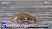 [투데이 영상] 얼음 호수 고립된 사슴 구출작전