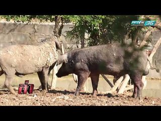 ล่าข้อกังขา ตอน หมูไถ่บาป | ล่า EP.174 (4/4)