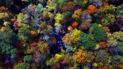 Acoustic guitar and techno music - Gray morning - Fall Forest, Starry sky, Summer rain, Sea