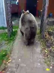 Cheeky Bear Opens Door to Let Itself Inside