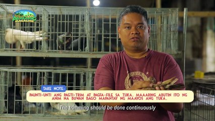 Alagang Magaling S10 EP11 - Fancy Pigeons - grooming - RICO NABONG