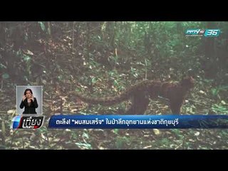ตะลึง! พบ "สมเสร็จ" ในป่าลึกอุทยานแห่งชาติกุยบุรี