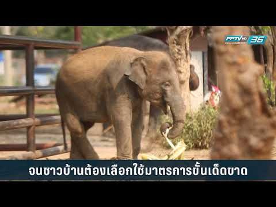 เส้นแบ่งสู่จุดร่วมของ "คน" กับ "ช้างป่า"
