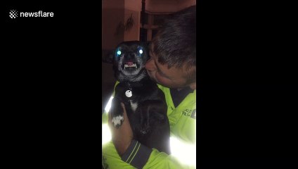 Chihuahua not at all happy to be getting kisses from his daddy