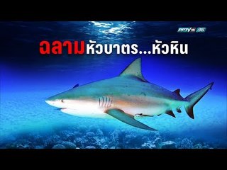 ฉลามหัวบาตร หัวหิน