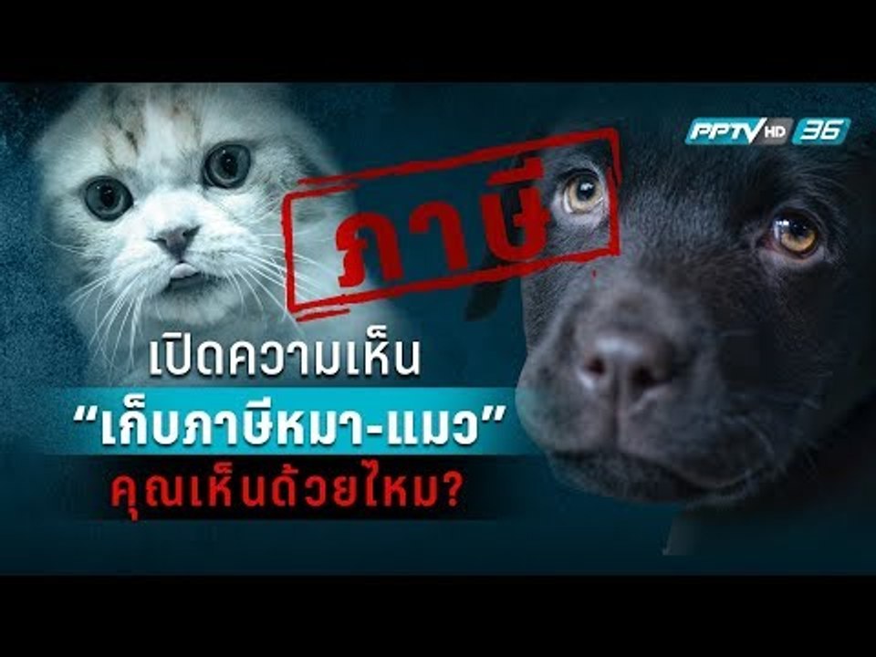 “ทาสหมา-ทาสแมว” เห็นด้วยไหมถ้าเก็บภาษีหมา-แมว