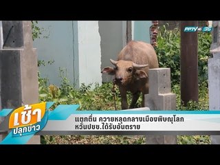 เช้าปลุกข่าว | Talk of the town | 26 เม.ย. 61 (1/3)