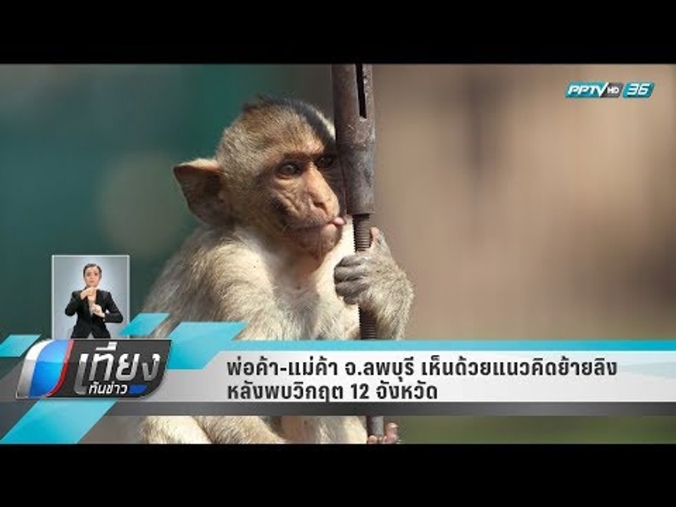 พ่อค้า-แม่ค้า จ.ลพบุรี เห็นด้วยแนวคิดย้ายลิง หล...