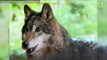 Trophy Hunter Kills Yellowstone Wolf Named 'Spitfire'