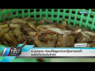 ก.เกษตรฯ เร่งแก้ปัญหาราคากุ้งขาวตกต่ำ แต่ยังไม่เปิดรับจำนำ - เข้มข่าวค่ำ