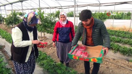 Silifke’de kış ortasında çilek hasadı