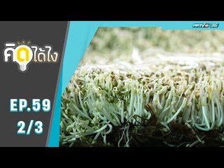 คิดได้ไง - ถั่วงอกตัดรากใช้พื้นที่น้อย รายได้งอกงาม (2/3)