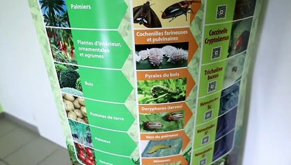 Dans la Drôme, des milliards d’insectes pour remplacer les pesticides