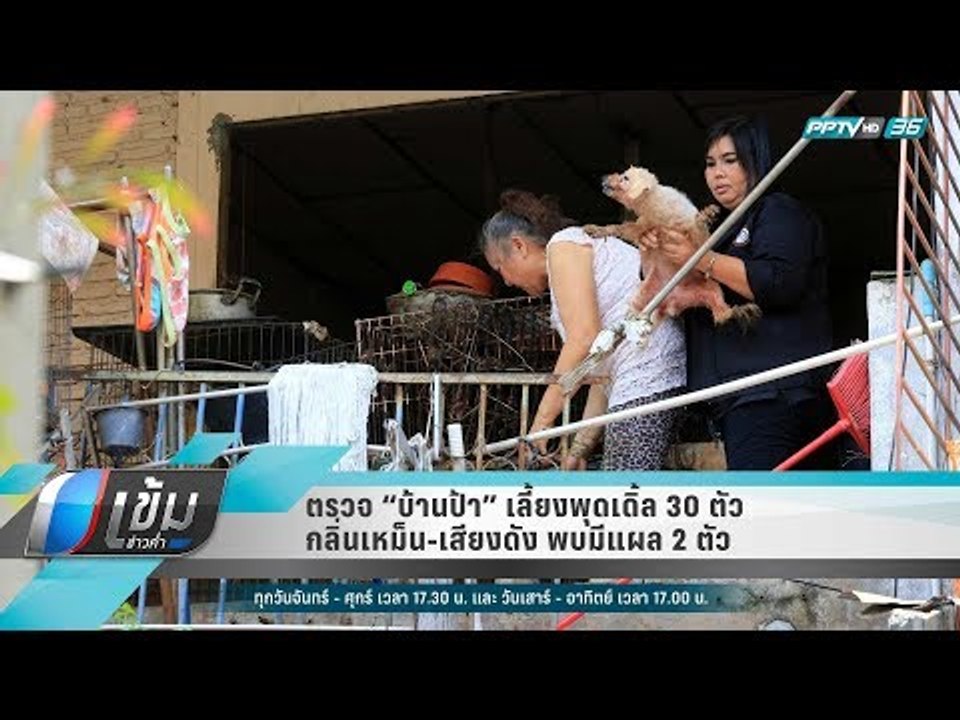 ตรวจ “บ้านป้า” เลี้ยงพุดเดิ้ล 30 ตัว กลิ่นเหม็น...