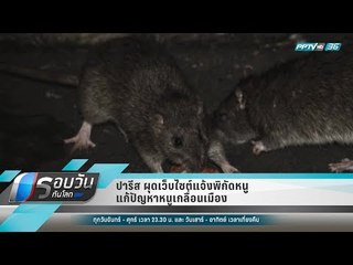 WORLD DIGEST : ปารีส ผุดเว็บไซต์แจ้งพิกัดหนู แก้ปัญหาหนูเกลื่อนเมือง - รอบวันทันโลก