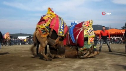 Sezonun ilk deve güreşlerini 10 bin kişi izledi