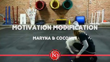 Dog Day Training Academy - K9 University Chicago