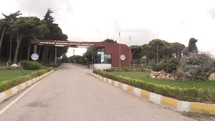 Maedi Visna" Hastalığına Karşı Dirençli Koyunlar Yetiştirilecek